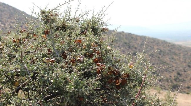 Yabani bademler köylüye 20 milyon TL kazandıracak