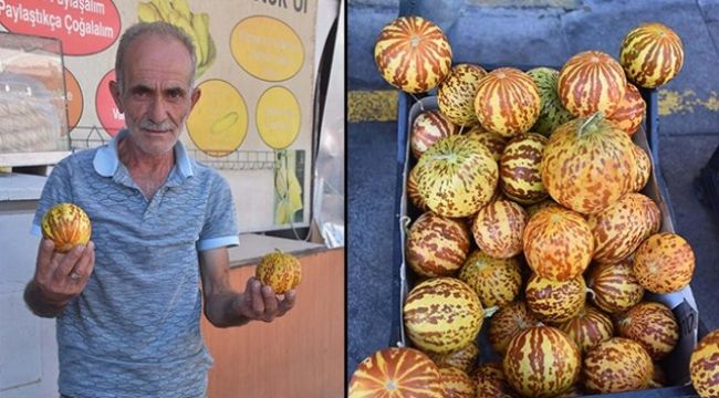 İzmir Torbalı'da yetişen acı kavun tezgahlarda  yerini aldı