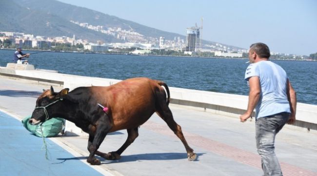 İzmir'de kaçan boğa görenlere komik anlar yaşattı