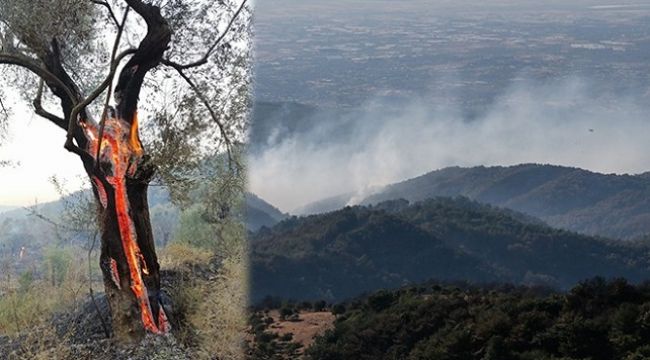 İzmir'de yangınlar kontrol altına alınmaya başlandı