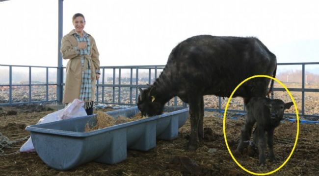Selçuk’ta yarım asır sonra ilk manda yavrusu