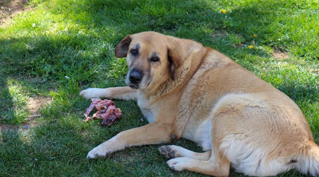  Karşıyaka’da sokak köpekleri rehabilite edilecek