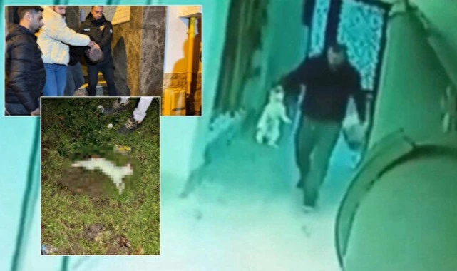 İzmir'deki cani gözaltında: Sokaktan topladığı kedileri evinde öldürüp apartmanın bahçesine attı