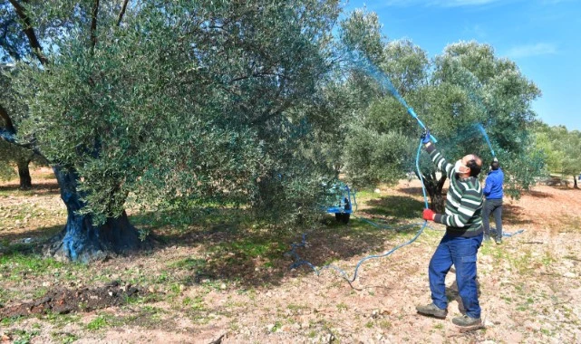 Büyükşehir’den zeytin üreticisine bordo bulamacı desteği