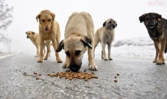 AK Parti'den sokak köpekleriyle ilgili düzenlemeye ilişkin yeni açıklama