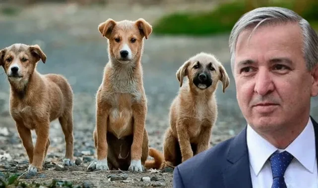 Erdoğan'ın eski metin yazarı köpek katliamını böyle savundu: "Yaşamak için öldürmek gerek"