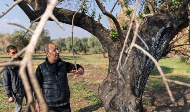 Zeytin ağaçları küllerinden doğacak