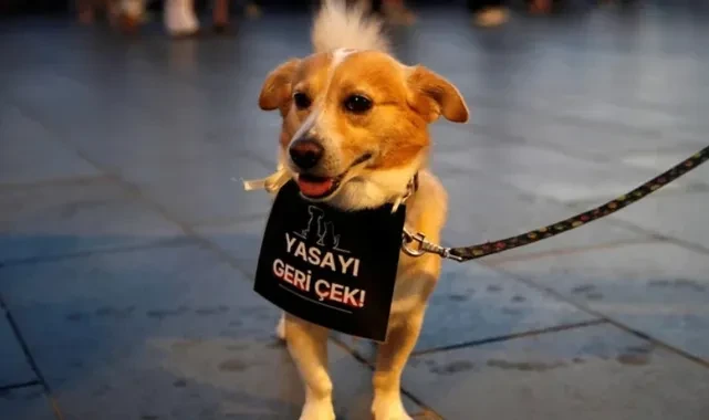 'Katliam Yasası' Baskısı Büyüyor! CHP'li Belediyelere Yeni Soruşturma Sinyali