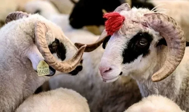 Kurban Bayramı Tatili Kaç Gün Olacak? Resmi Açıklama Geldi