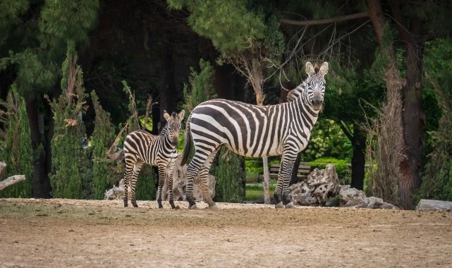 İzmir Doğal Yaşam Parkı bayramda  ziyaretçileri bekliyor
