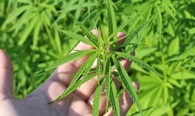 Meclis'ten geçti: Tıbbi kenevir eczanelerde satılabilecek