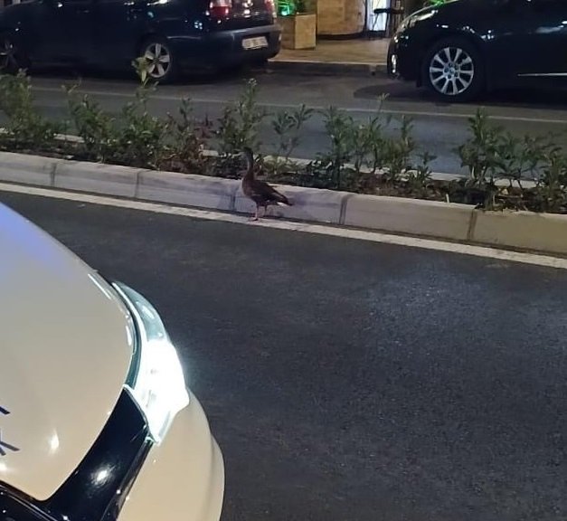 İzmir'de yürek ısıtan kurtarma! Zabıtadan alkışlanacak hareket